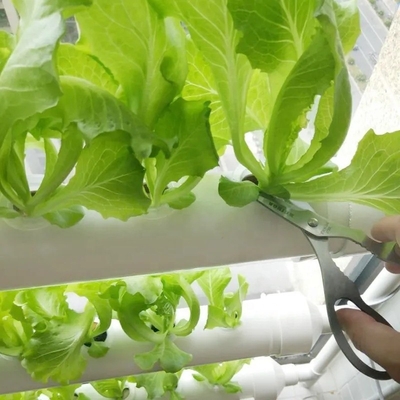 63 mm 75 mm Witte kleur Ronde PVC-pijp Hydroponisch systeem met B2B-koperbehoeften in gedachten